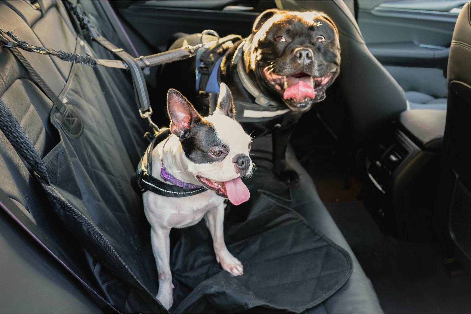 Dogues de Bordeaux Dog Car Seat Belt for BMW X5
