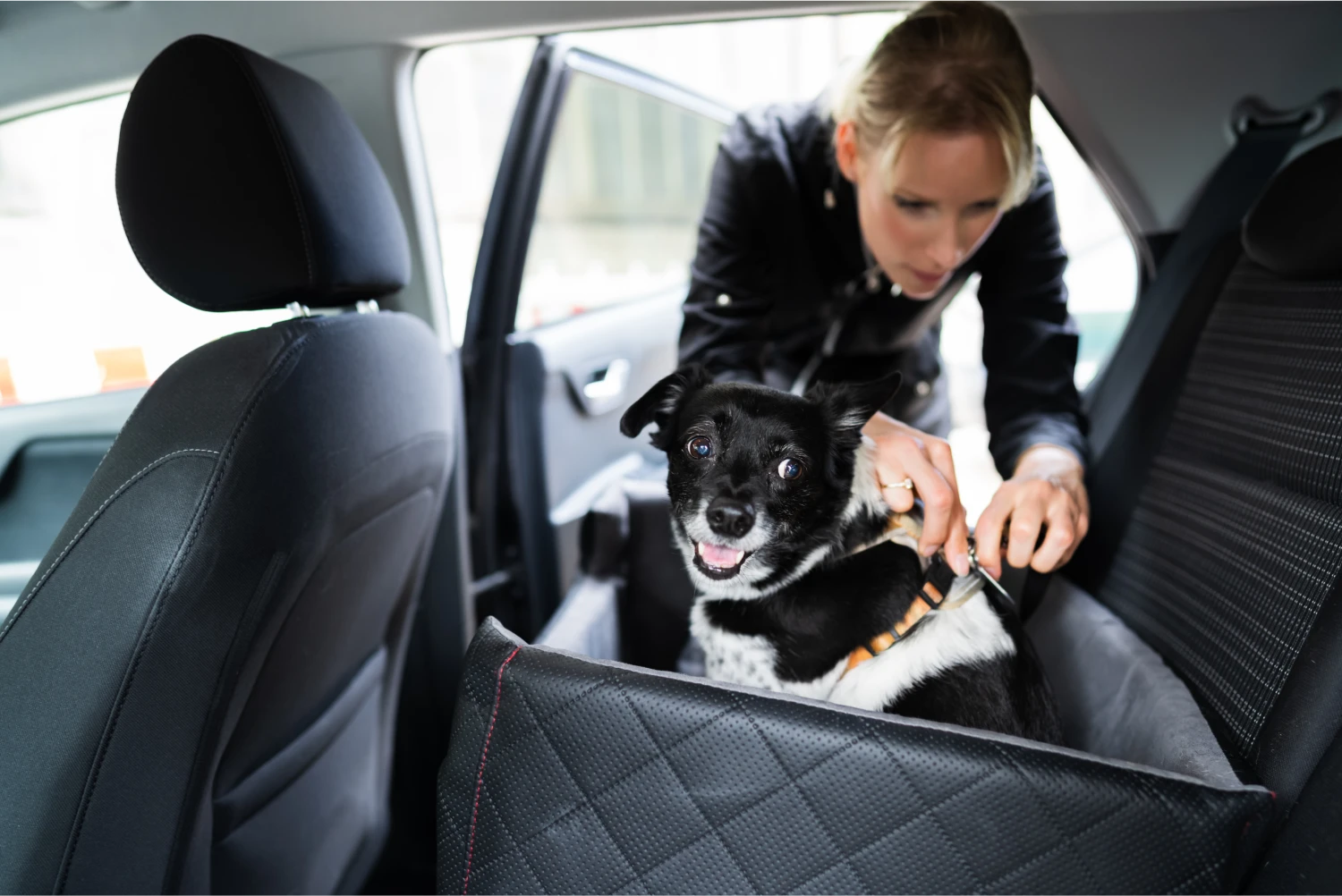 Ram Truck Dog Car Seat Belt for Chow Chows