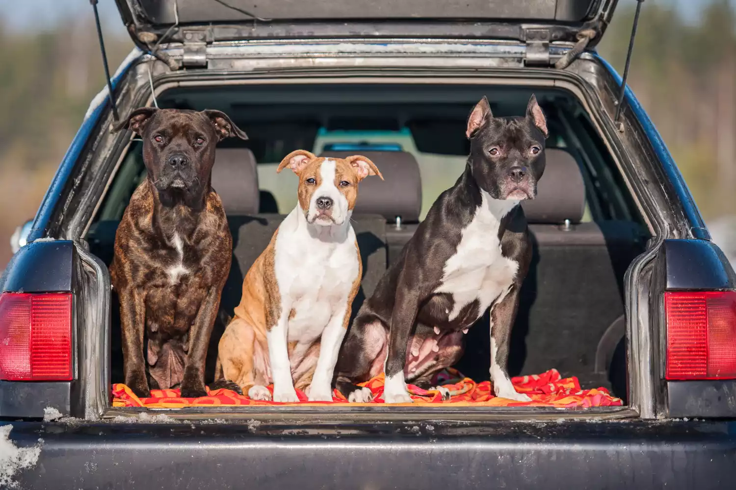 Dodge Challenger Dog Safety Belt for Staffordshire Bull Terriers