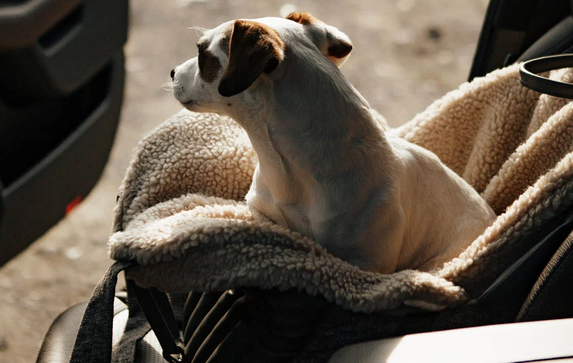Dog Carrier Purse for Fox Terrier