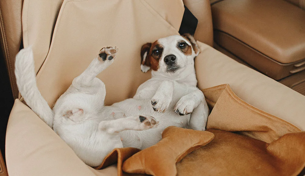 Honda HR-V Dog Car Seat for Cotons de Tulear