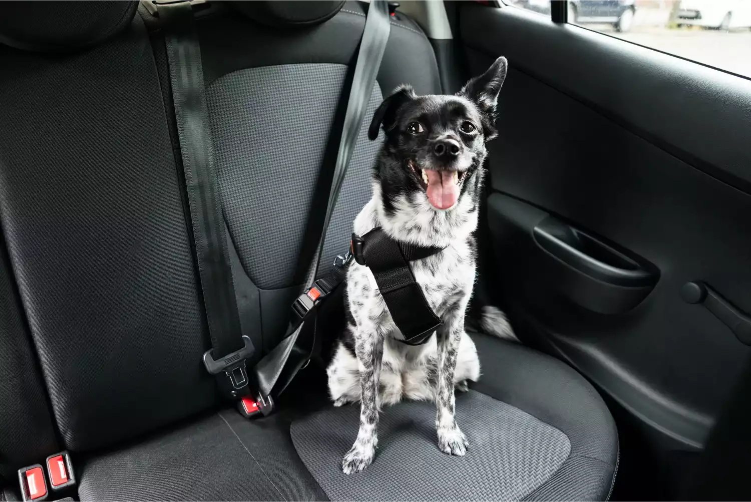 Hyundai Palisade Dog Car Seat Belt for Australian Cattle Dogs