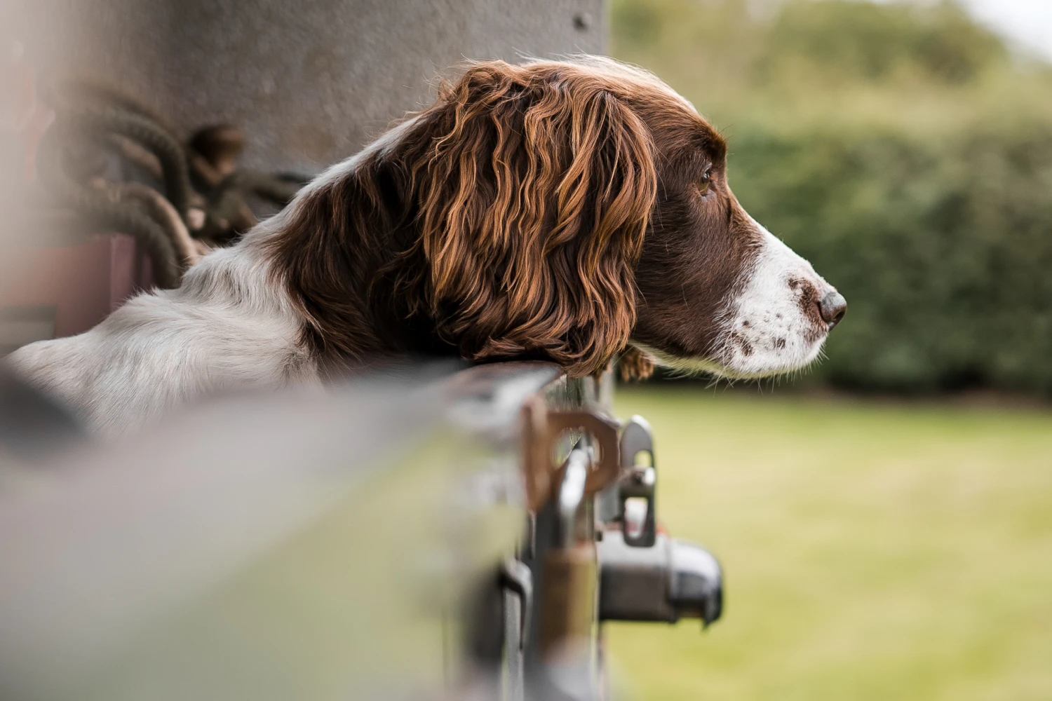 Jeep Compass Dog Car Seat for Welsh Springer Spaniels