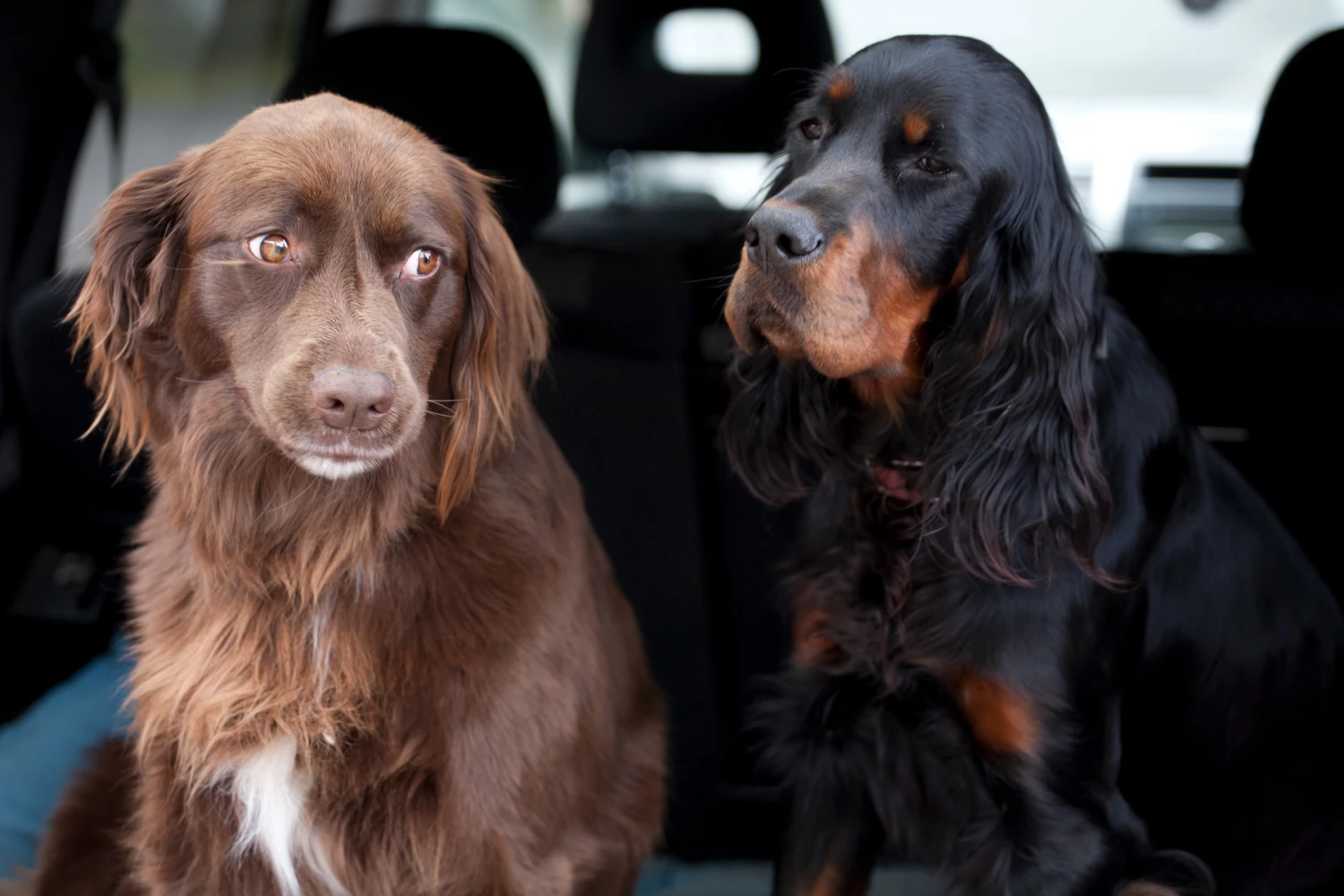 Hyundai Sonata Dog Car Seat for Field Spaniels