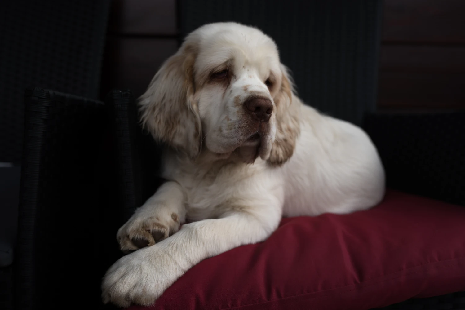 Ram Truck Dog Car Seat for Clumber Spaniels