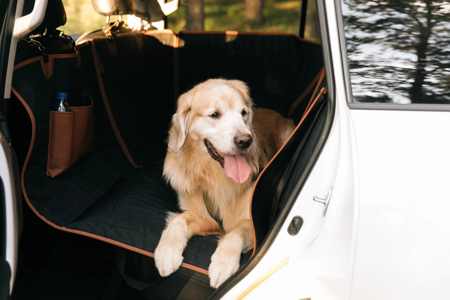 Toyota Camry back seat cover for Miniature American Shepherds