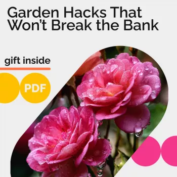 Budget Garden Hacks: Save Money, Grow More, Stress Less